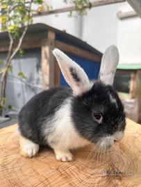 Coniglietto nano ariete