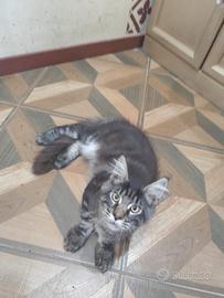 Ultimi cuccioli Maine coon rimborso spese