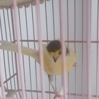 Canarini timbrado da canto