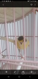 Canarini timbrado da canto