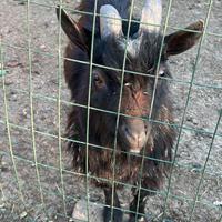 Capretta nana maschio non sterilizzato