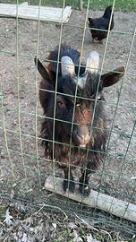 Capretta nana maschio non sterilizzato