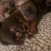 Bassotto tedesco nano/kaninchen cucciolo