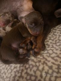 Bassotto tedesco nano/kaninchen cucciolo