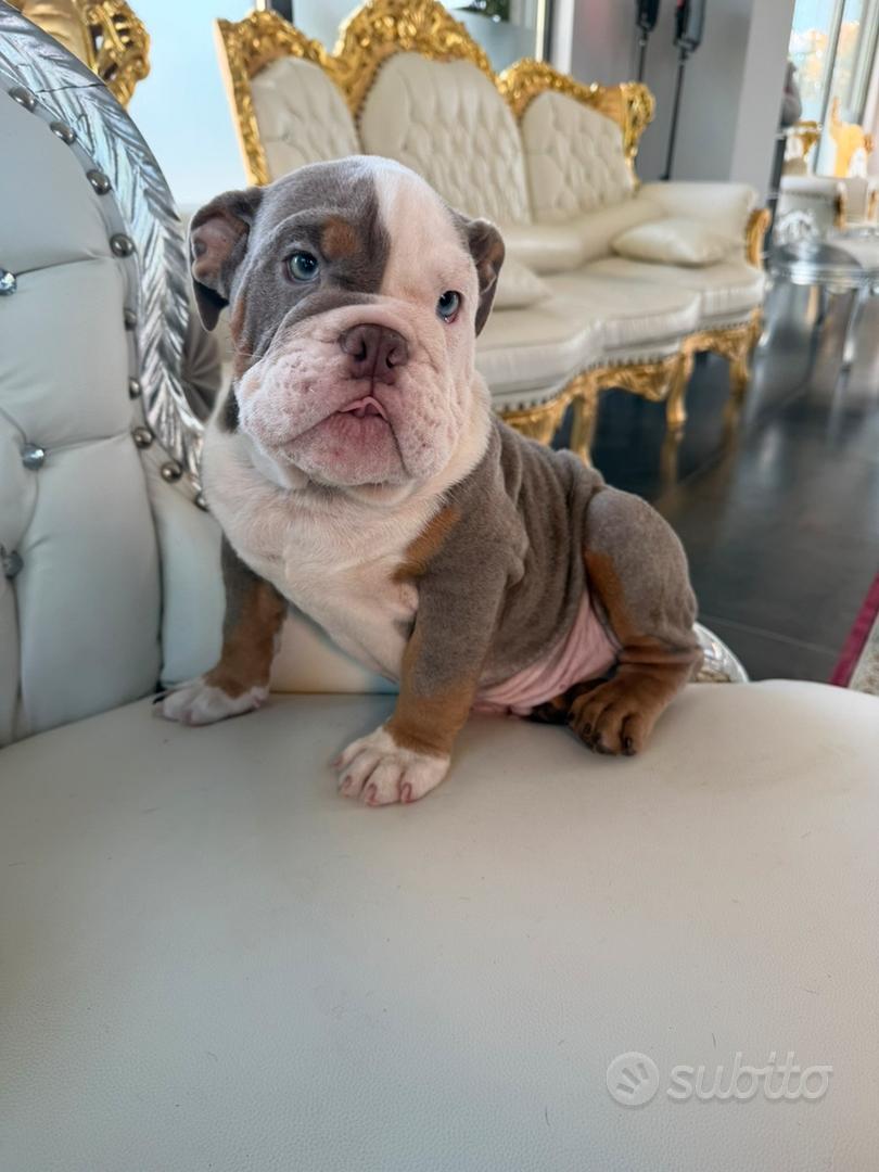 Bulldog inglese