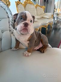 Bulldog inglese