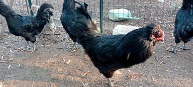 Araucana