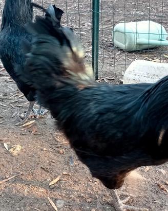 Araucana