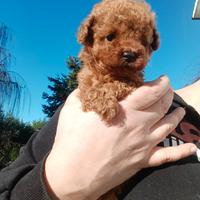 Cuccioli barboncino toy Red con pedigree