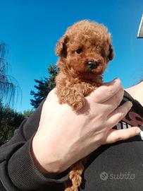 Cuccioli barboncino toy Red con pedigree