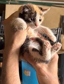 Gattina tricolore