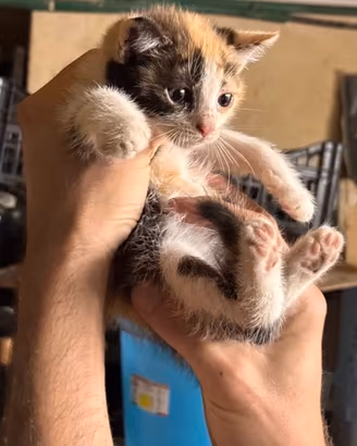 Gattina tricolore