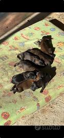 Cuccioli malinois