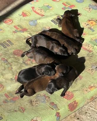 Cuccioli malinois
