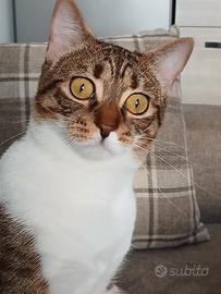 Gatto europeo