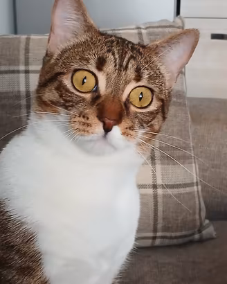 Gatto europeo