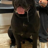 Cuccioli cane corso italiano