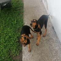 Coppia di segugi italiani a pelo raso