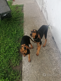 Coppia di segugi italiani a pelo raso