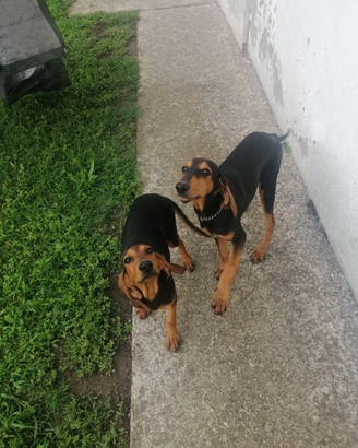 Coppia di segugi italiani a pelo raso