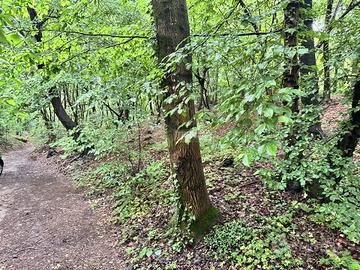 Lipomo - Terreno boschivo