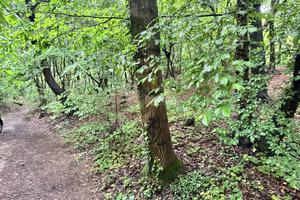 Lipomo - Terreno boschivo