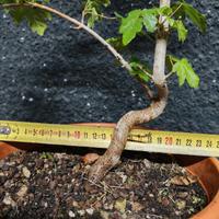 Bonsai prebonsai acero campestre