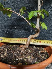 Bonsai prebonsai acero campestre