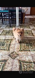 Spitz Di Pomerania Volpino Cucciolo