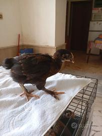 Olive egger uova verdi