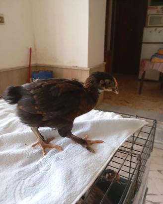 Olive egger uova verdi