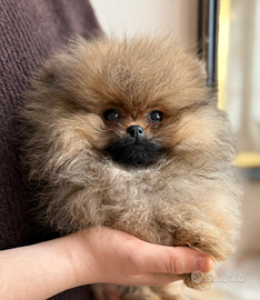Spitz Tedesco Nano/ Volpino Pomerania