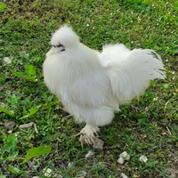 Maschio Moroseta 5 mesi