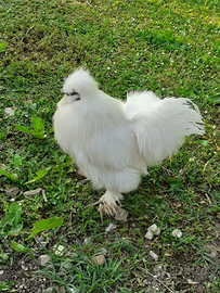 Maschio Moroseta 5 mesi