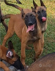 Cuccioli malinois pastore belga