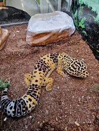 Geco Leopardino