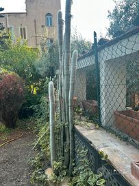 Cactus del vecchio