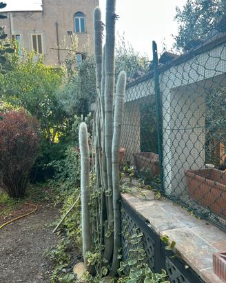Cactus del vecchio