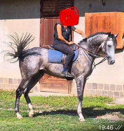 PSI 7 anni Grigio