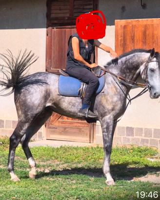 PSI 7 anno Grigio