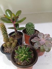 Set di 5 piantine grasse in vaso e radicate