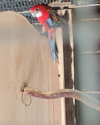 Coppia roselle