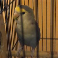 Pappagalli inseparabili