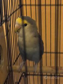 Pappagalli inseparabili