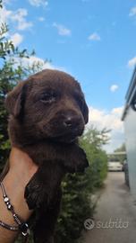 Cuccioli labrador retriver