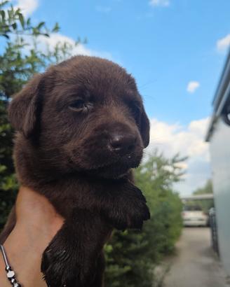 Cuccioli labrador retriver