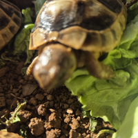 Tartarugh di terra baby sarde marginate