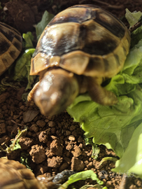 Tartarugh di terra baby sarde marginate