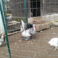 Tacchino ermellinato