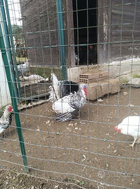 Tacchino ermellinato